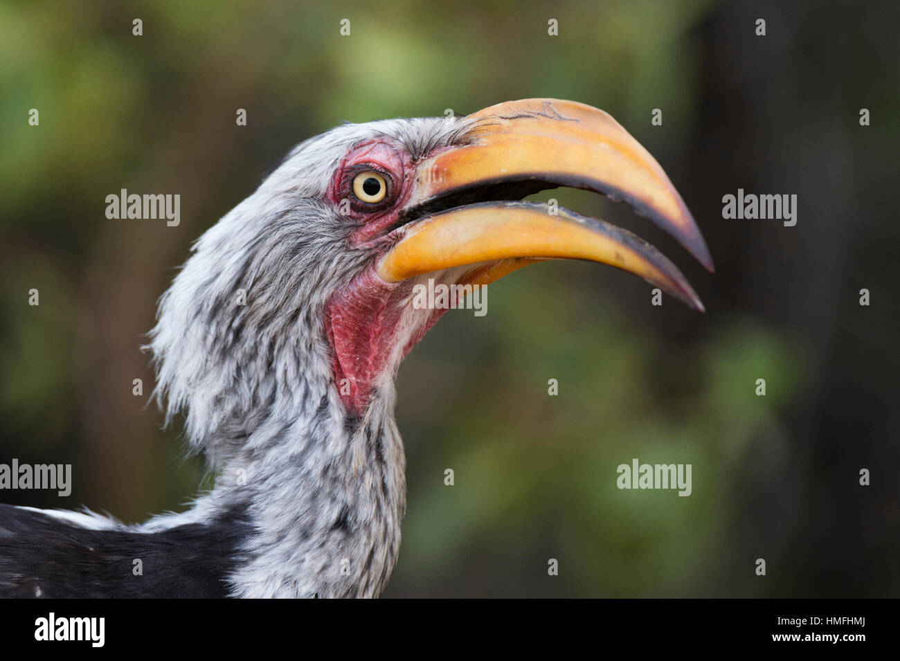 Portrait en gros plan d'un calao à bec jaune (Tockus flavirostris), concession Khwai, Okavango Delta, Botswana Banque D'Images