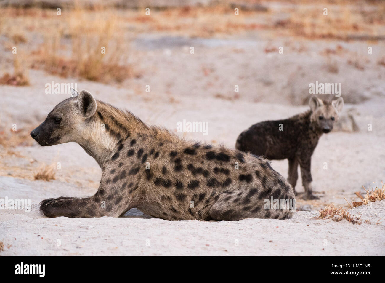 Une hyène tachetée et cub (Crocuta crocuta) à la den, Concession Khwai, Okavango Delta, Botswana Banque D'Images