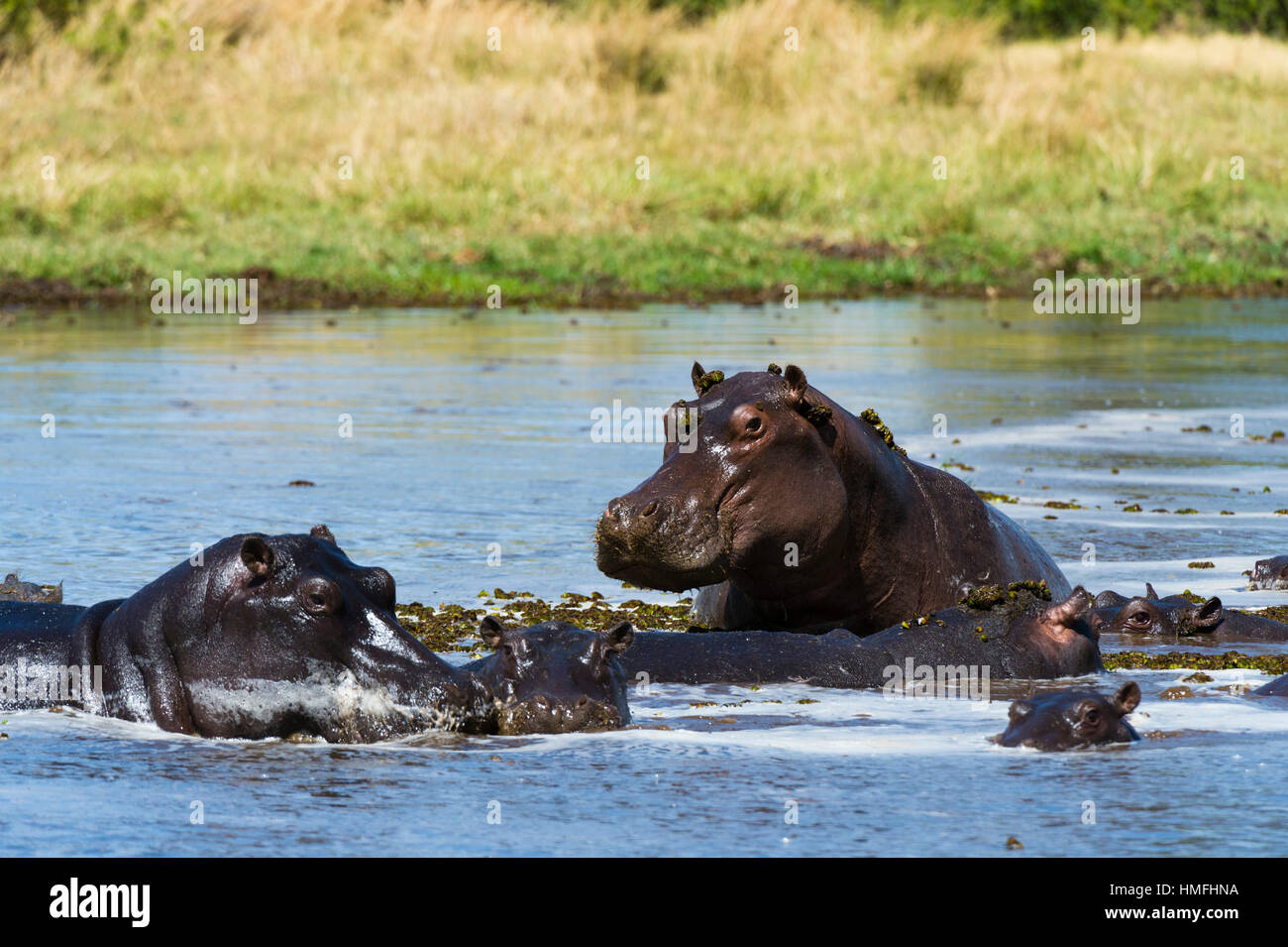 Hippopotame (Hippopotamus amphibius), concession Khwai, Okavango Delta, Botswana Banque D'Images