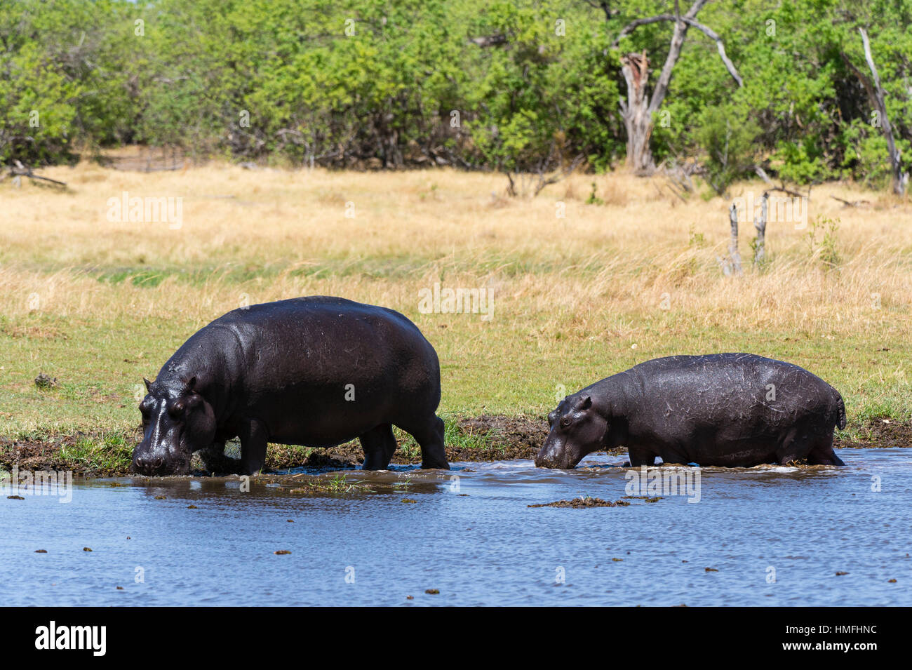Hippopotame (Hippopotamus amphibius), concession Khwai, Okavango Delta, Botswana Banque D'Images