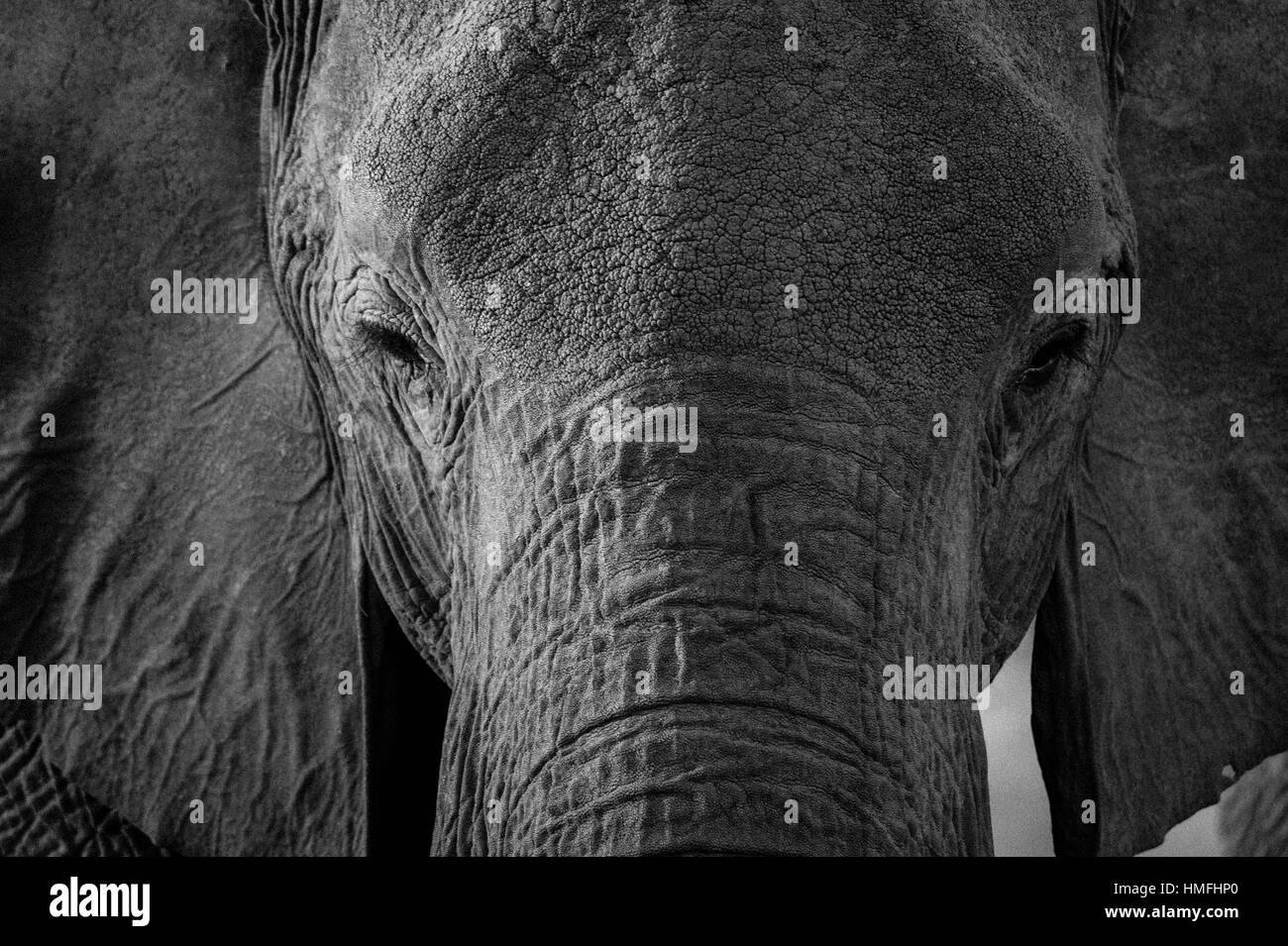 Close-up portrait of an African elephant (Loxodonta africana), concession Khwai, Okavango Delta, Botswana Banque D'Images