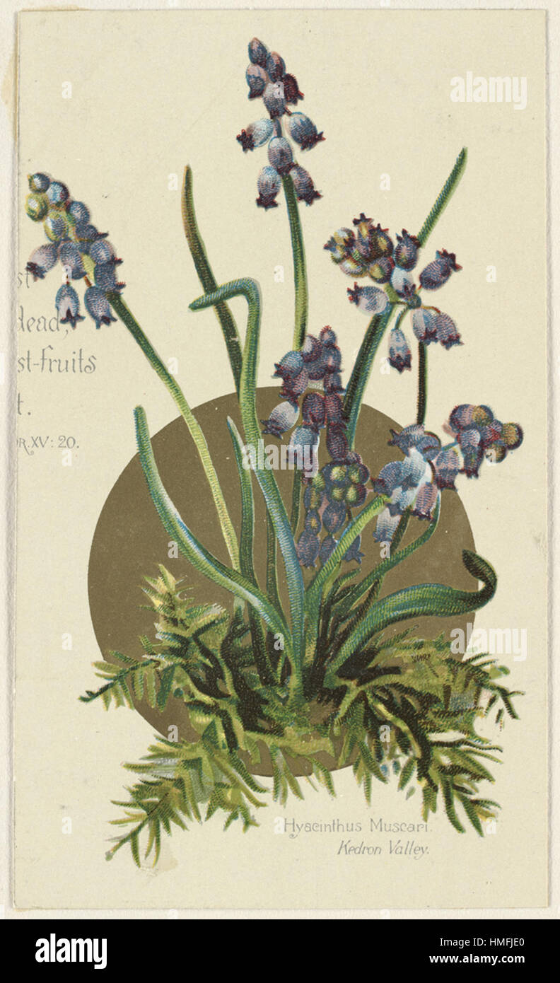 Louis Prang - Hyacinthus Muscari, Kedron Valley Banque D'Images