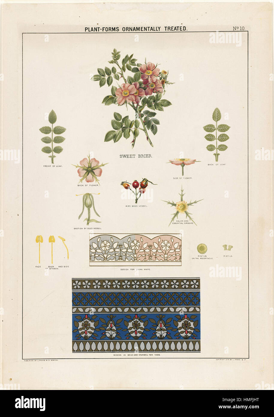 Louis Prang - Plant-Forms Ornamentally traités - Sweet Briar Banque D'Images