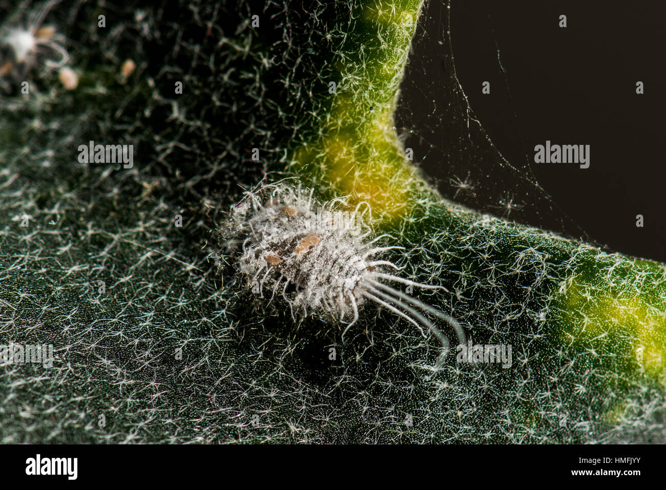 Coccids les Cochenilles Cochenilles Banque D'Images