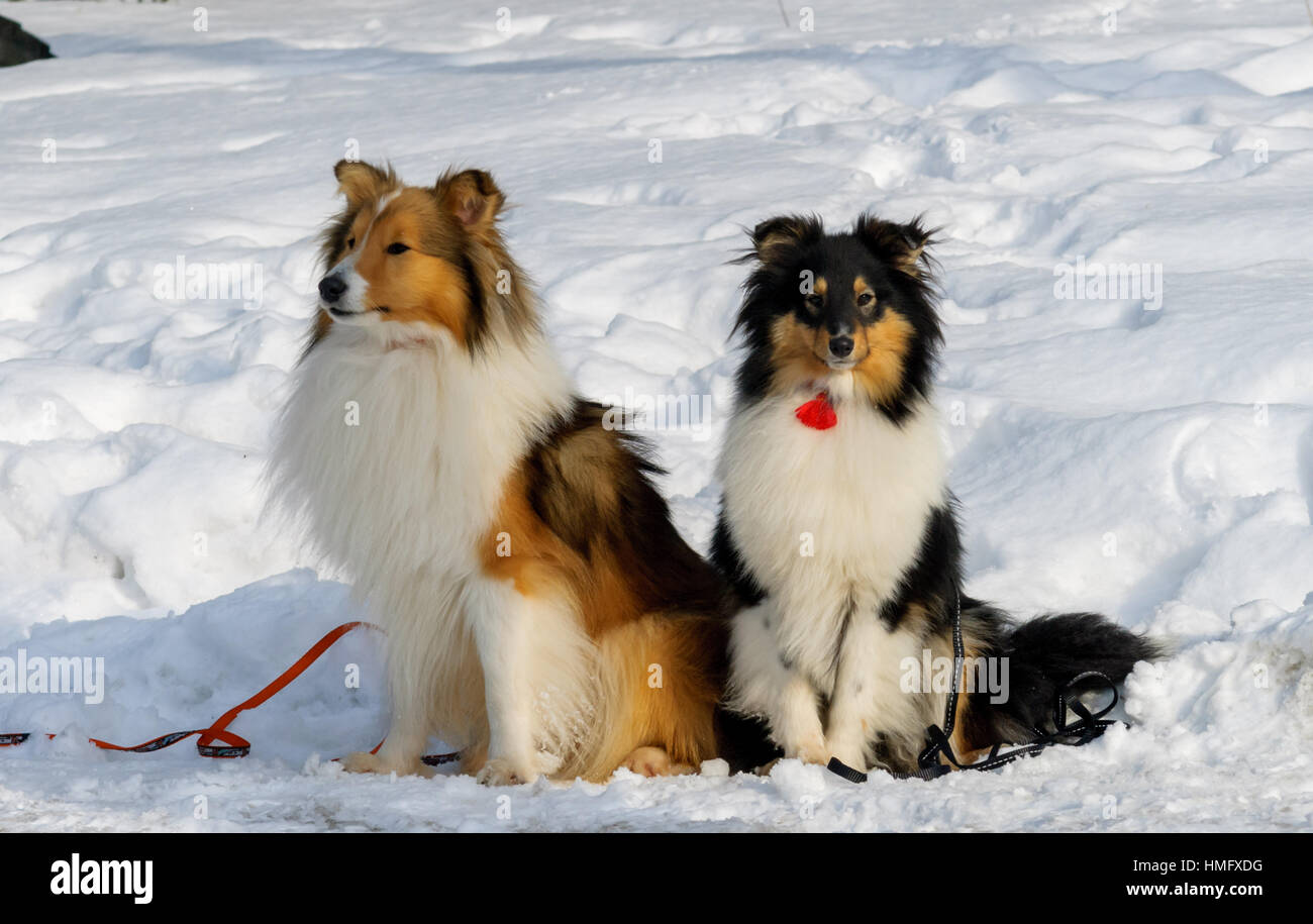 Shetland Sheepdog / collie / Sheltie (Canis lupus familiaris) dans la neige Banque D'Images