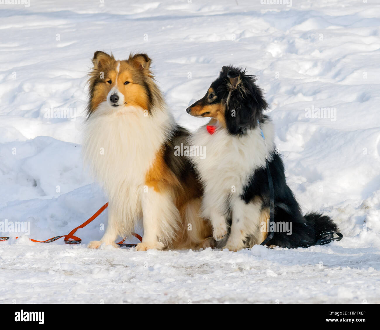 Shetland Sheepdog / collie / Sheltie (Canis lupus familiaris) dans la neige Banque D'Images