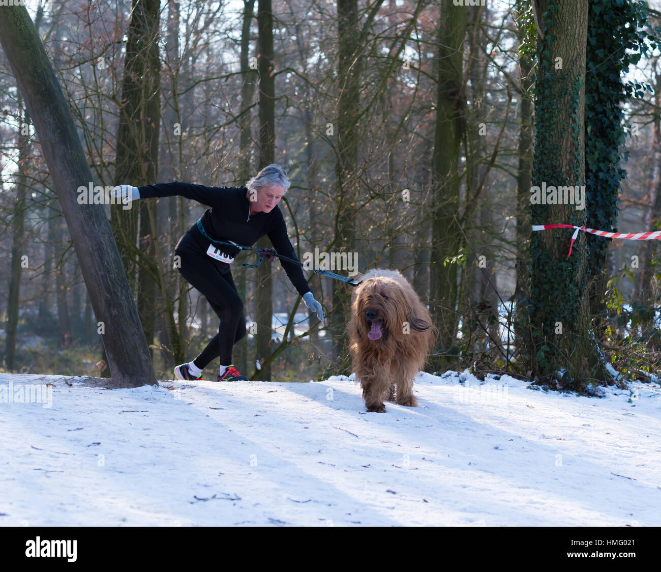 OLDENZAAL, Pays-Bas - le 22 janvier 2017 : le chien et le propriétaire inconnu s'exécutant dans un forestl enneigés lors d'un concours de canicross Banque D'Images