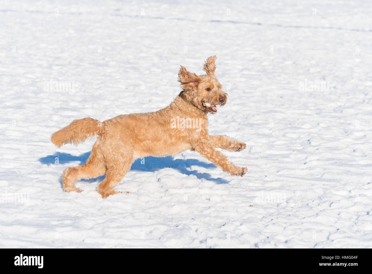 Chien dans la neige Banque D'Images