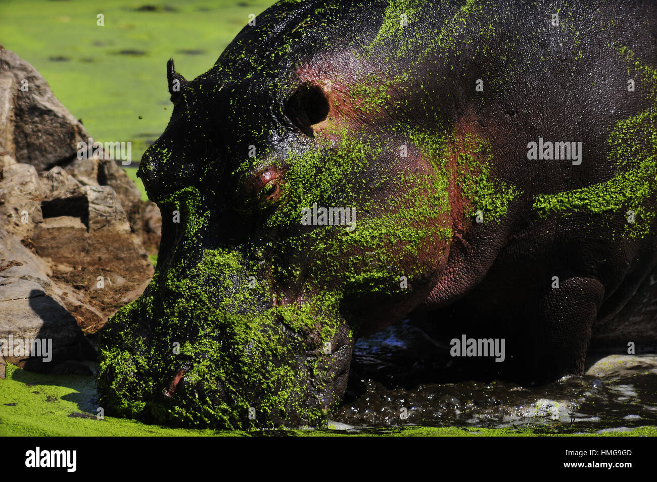 Bénéficiant d'un hippopotame baignoire à Sweni River dans la chaleur du jour, Kruger National Park, Afrique du Sud Banque D'Images