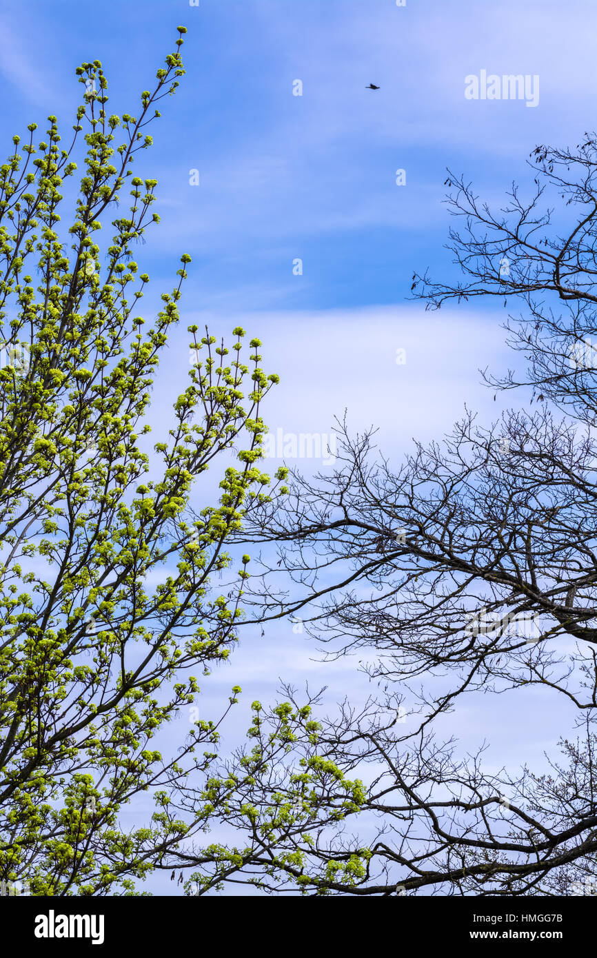 Arbres nouvelle saison à propre taux Banque D'Images