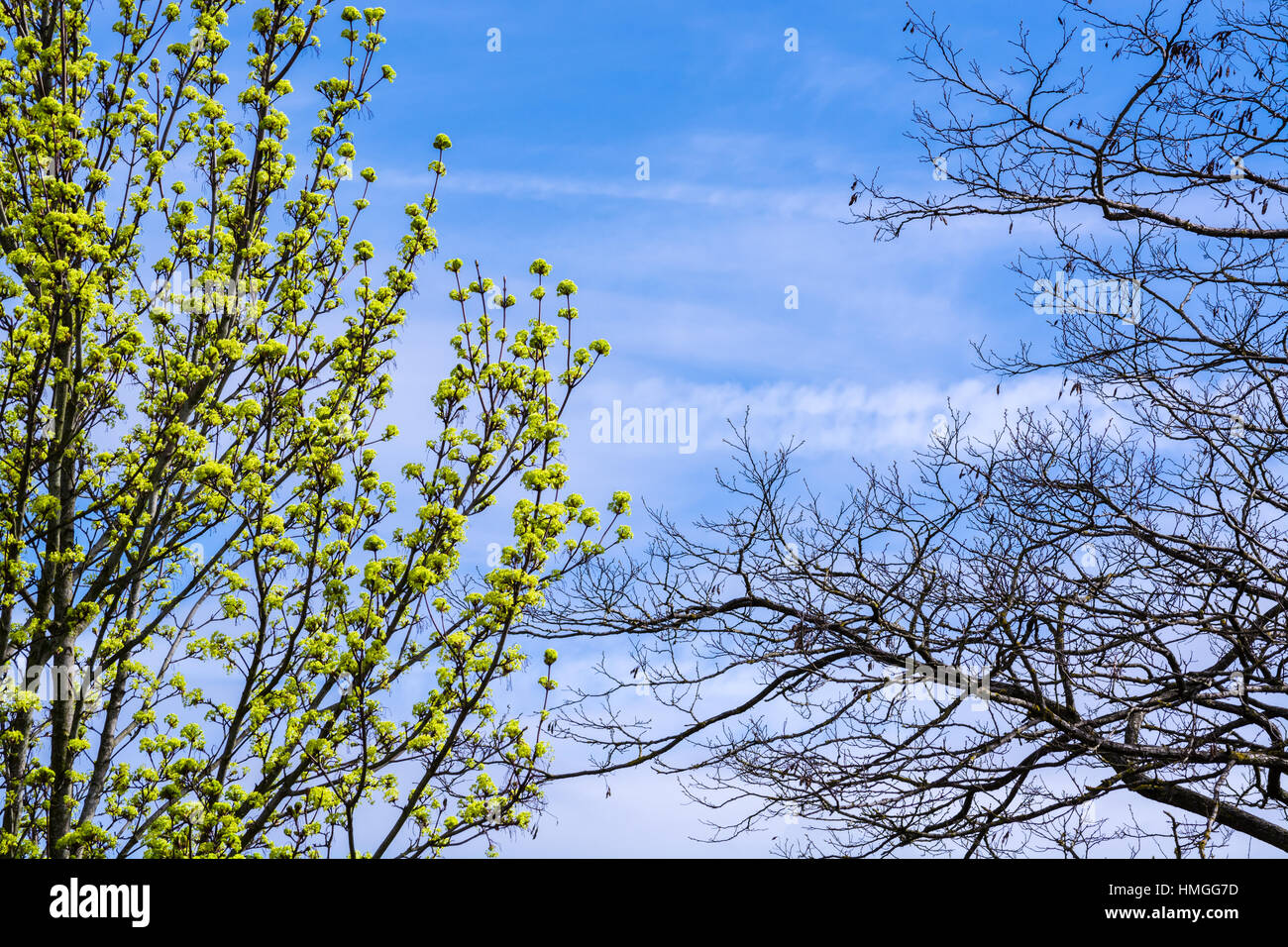 Arbres nouvelle saison à propre taux - certains tard - certains des premiers Banque D'Images