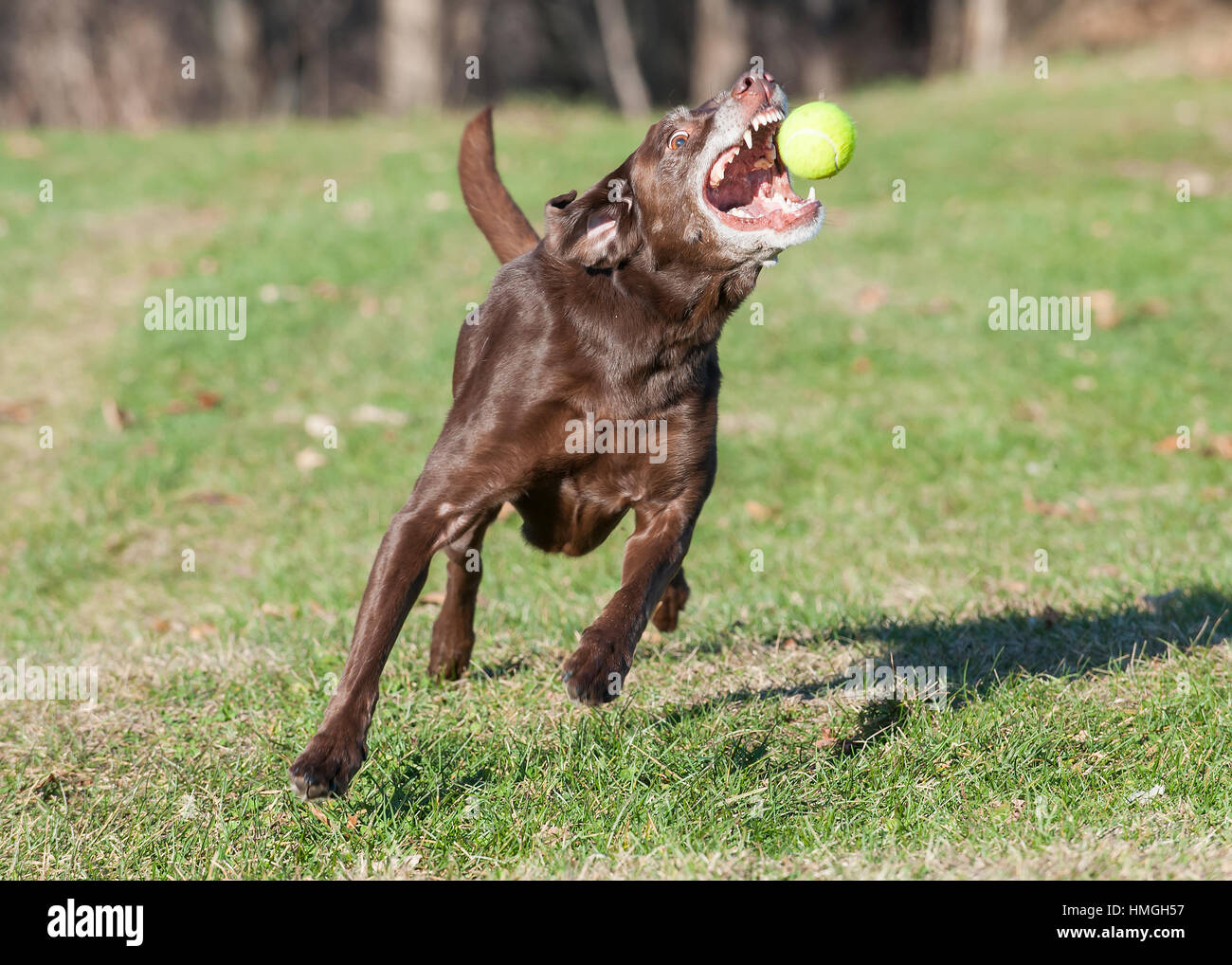 Chocolat ludique chien senior laboratoire photo action courir vers l'appareil photo et sur le point d'attraper une balle de tennis avec la bouche ouverte et dents montrant Banque D'Images