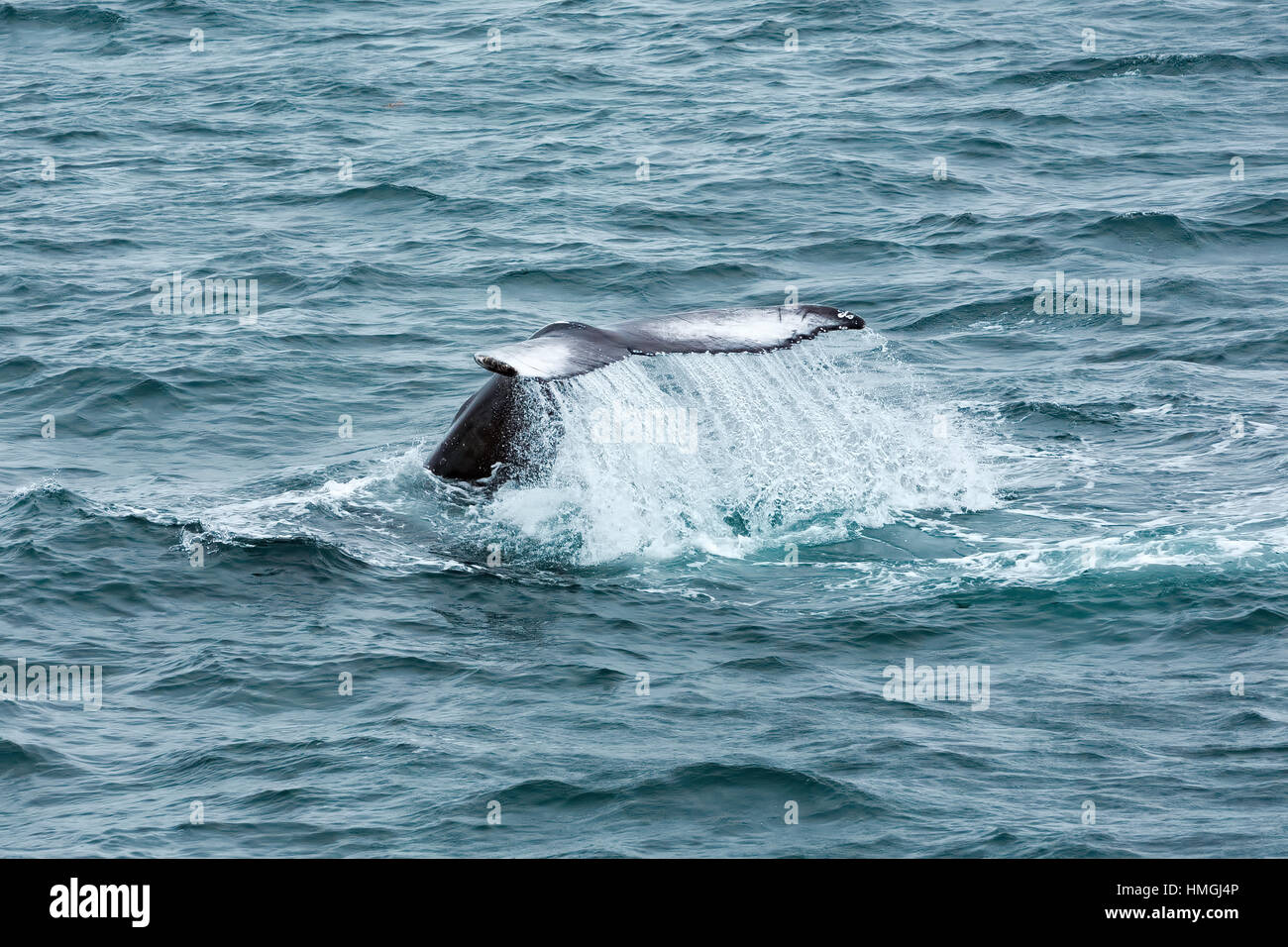 Baleine à bosse (Megaptera noveangliae) queue de soupapes, Fluke Banque D'Images
