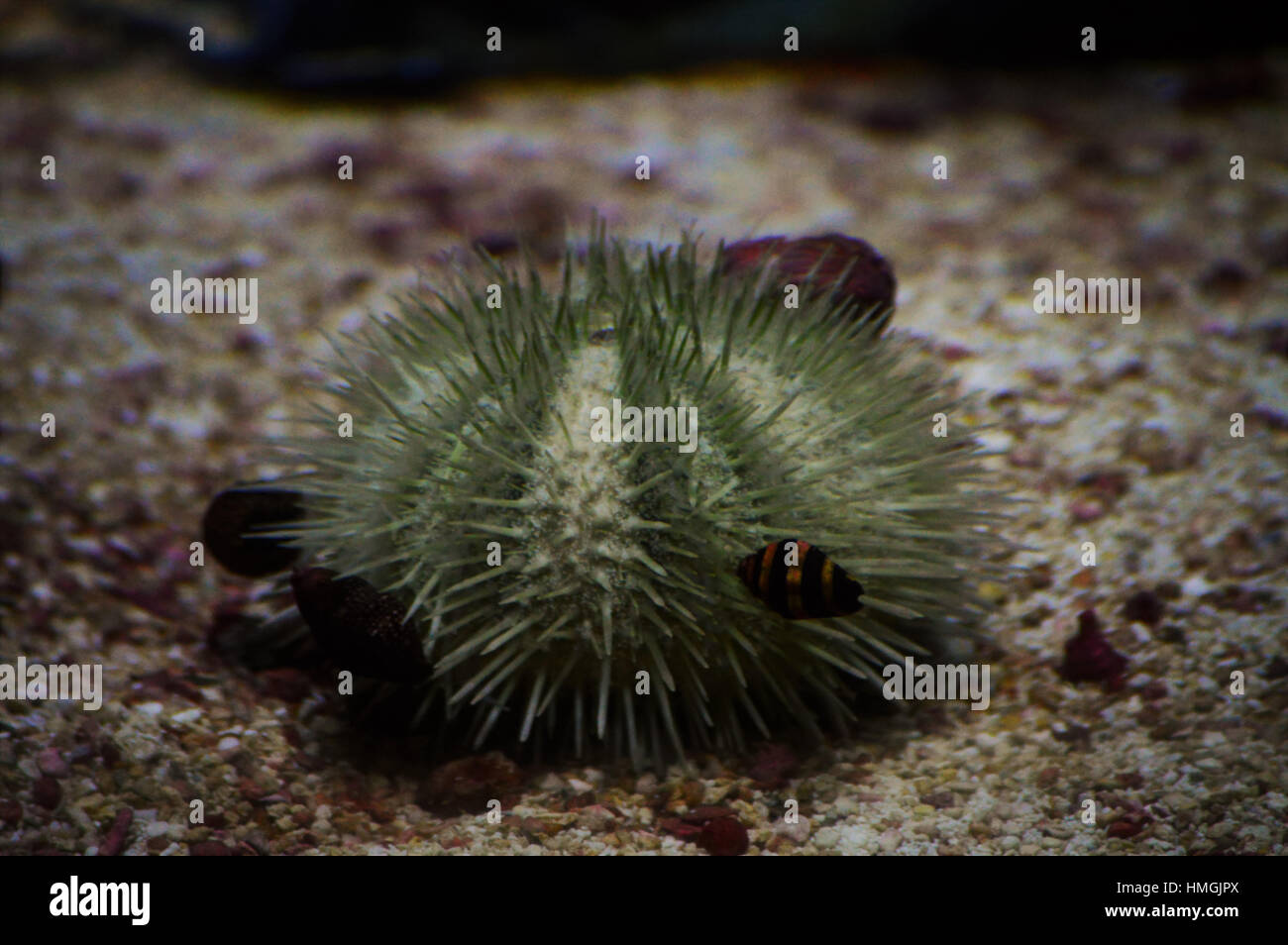 Urchin With Spines Banque De Photographies Et D images Haute urchin-with-spines-banque-de-photographies-et-d-images-haute