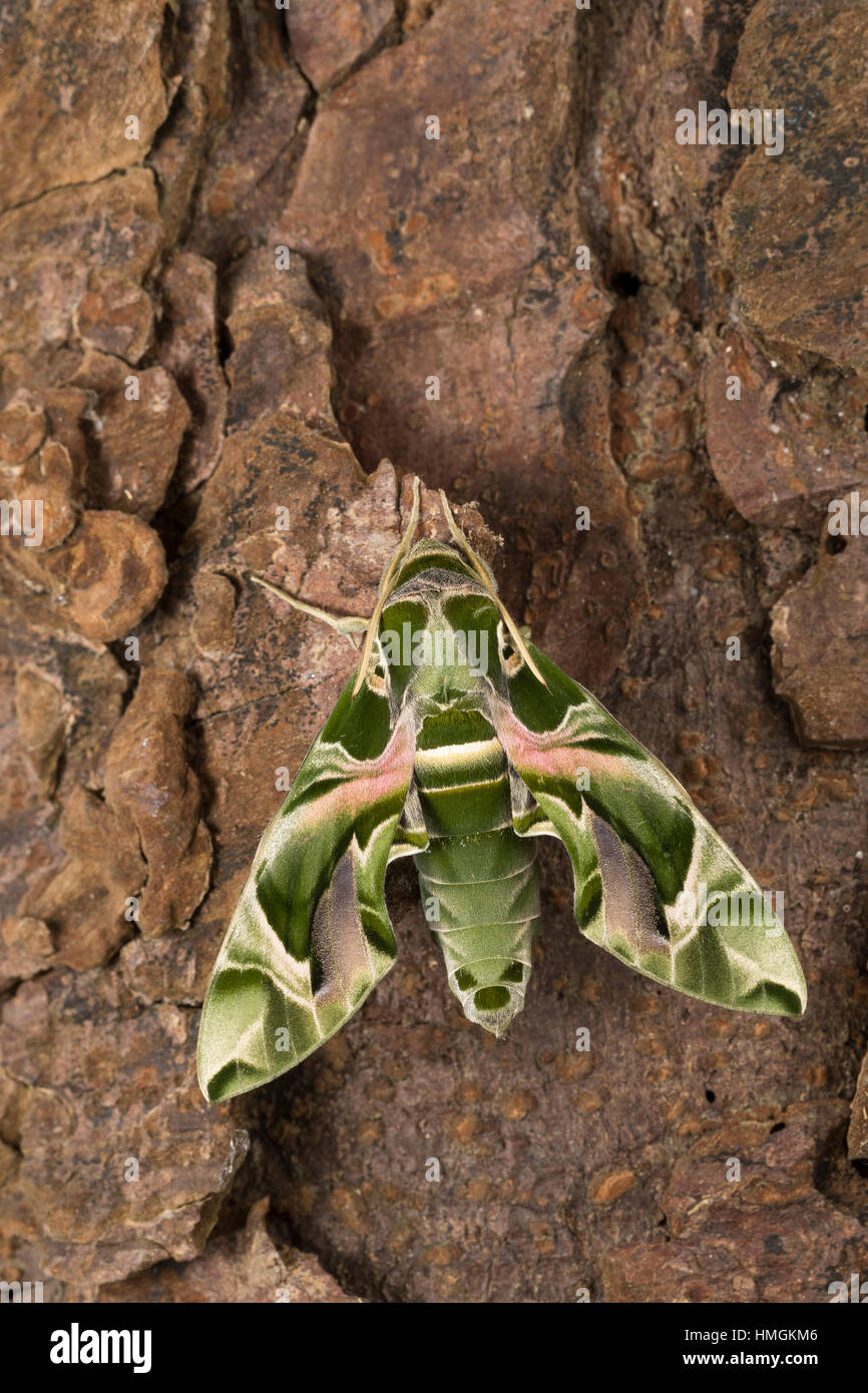 Oleanderschwärmer Oleander-Schwärmer Daphnis nerii,,, Deilephila nerii, oleander hawk-moth, laurier rose, vert armée sphynx spongieuse, le sphinx du laurier-r Banque D'Images