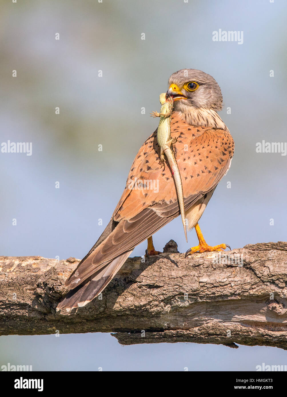 Les femelles de la crécerelle (Falco tinnunculus) perché sur une branche Banque D'Images