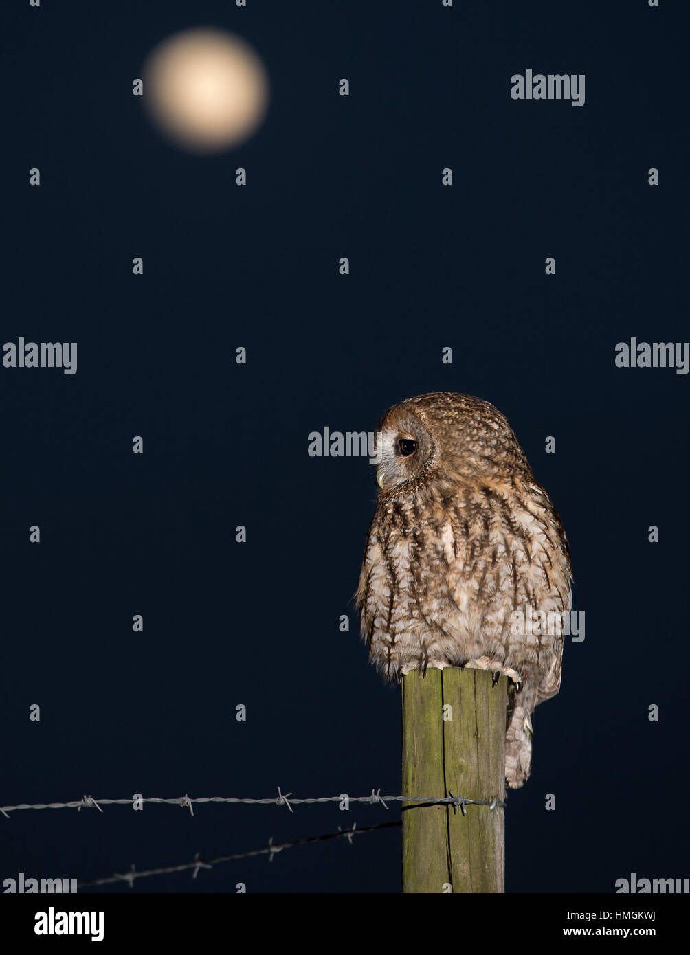 Jeune homme Tawny Owl (Strix Aluco enr) perché sur un piquet avec une pleine lune visible dans le ciel Banque D'Images