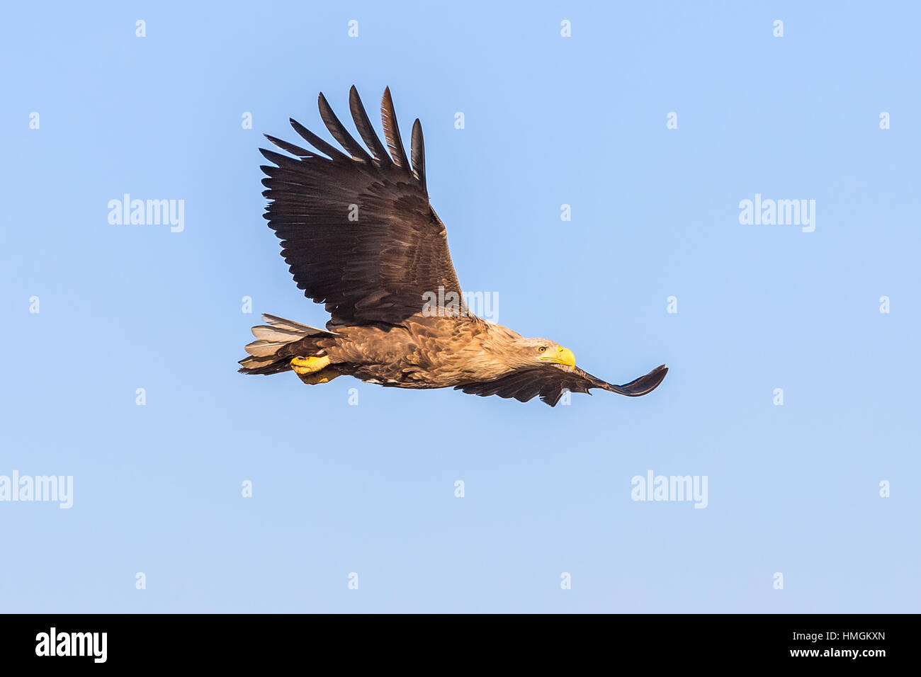 Des profils à queue blanche (Haliaeetus albicilla) en vol Banque D'Images