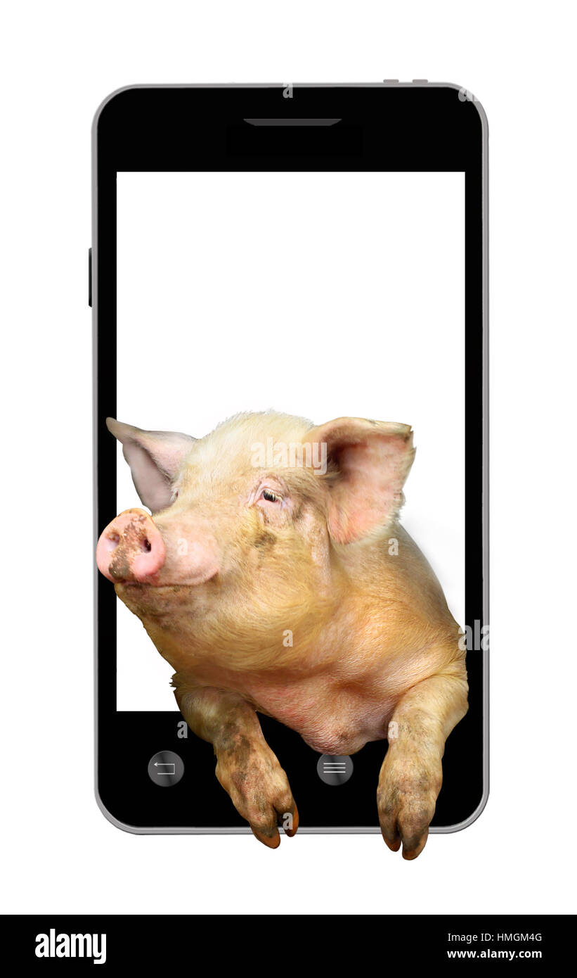 Pig donne à partir d'un téléphone portable isolé sur le livre blanc Banque D'Images