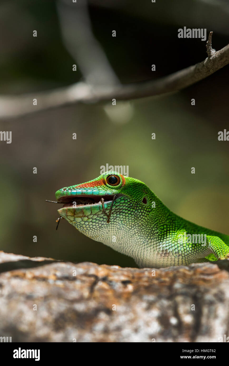 Madagascar, Antsiranana, Nosy Hara Nosy Hara, parc national. Jour Madagascar gecko mange une sauterelle. Banque D'Images