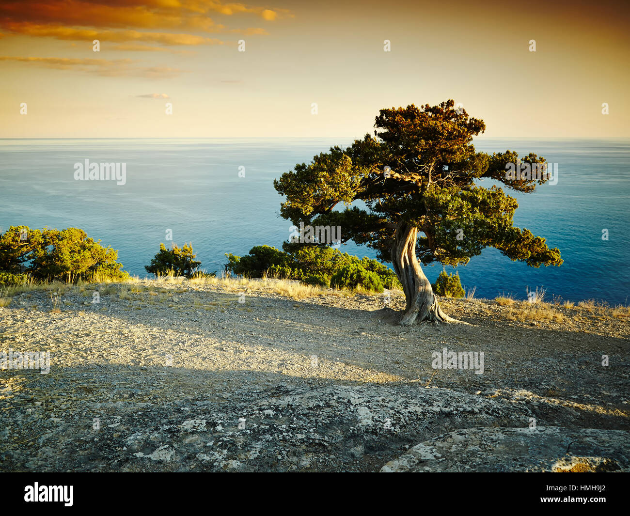 Arbre et la mer au coucher du soleil. Paysage de la Crimée. Nature fond Banque D'Images