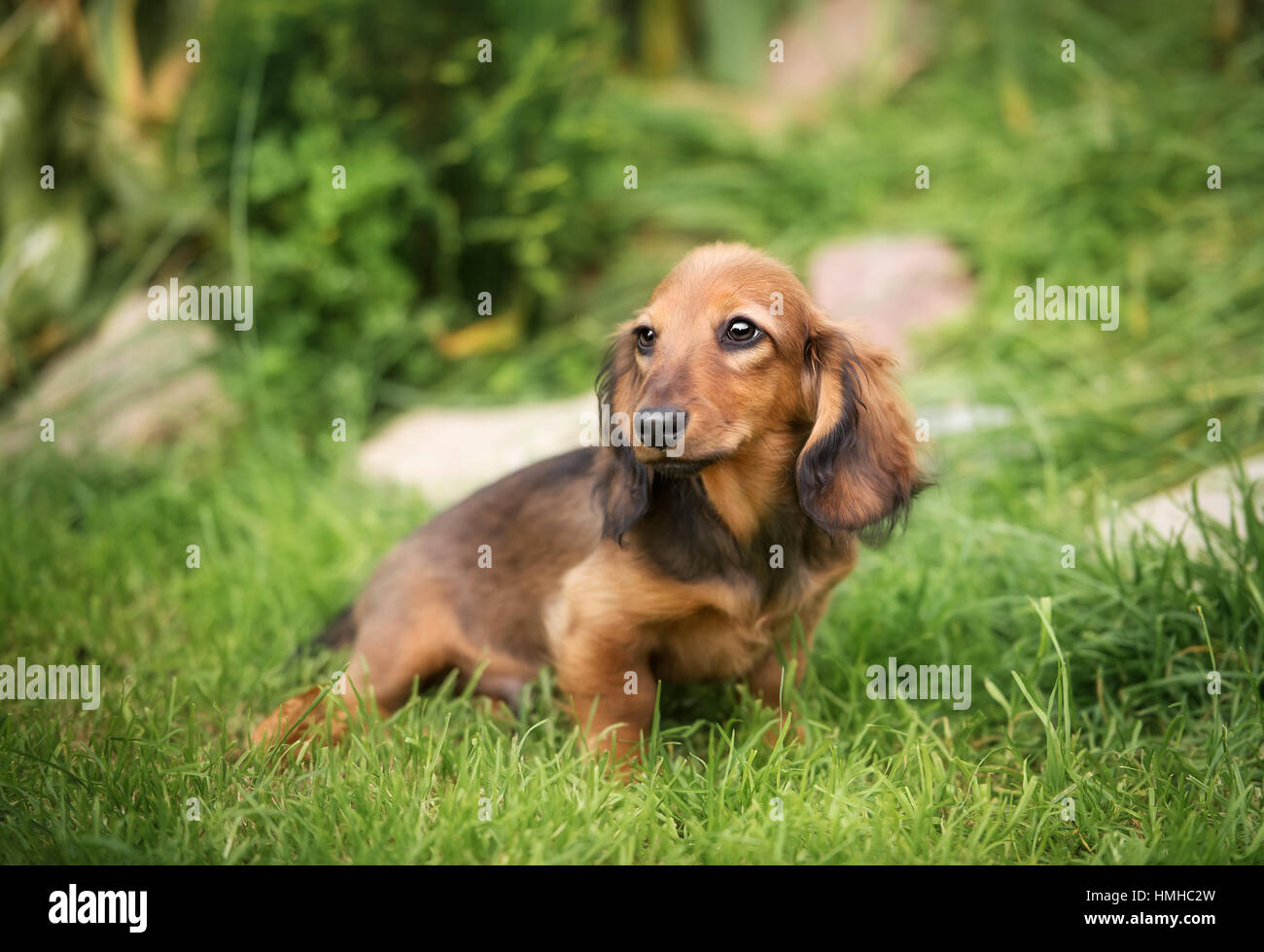 Beau chiot teckel chien aux yeux tristes portrait Banque D'Images