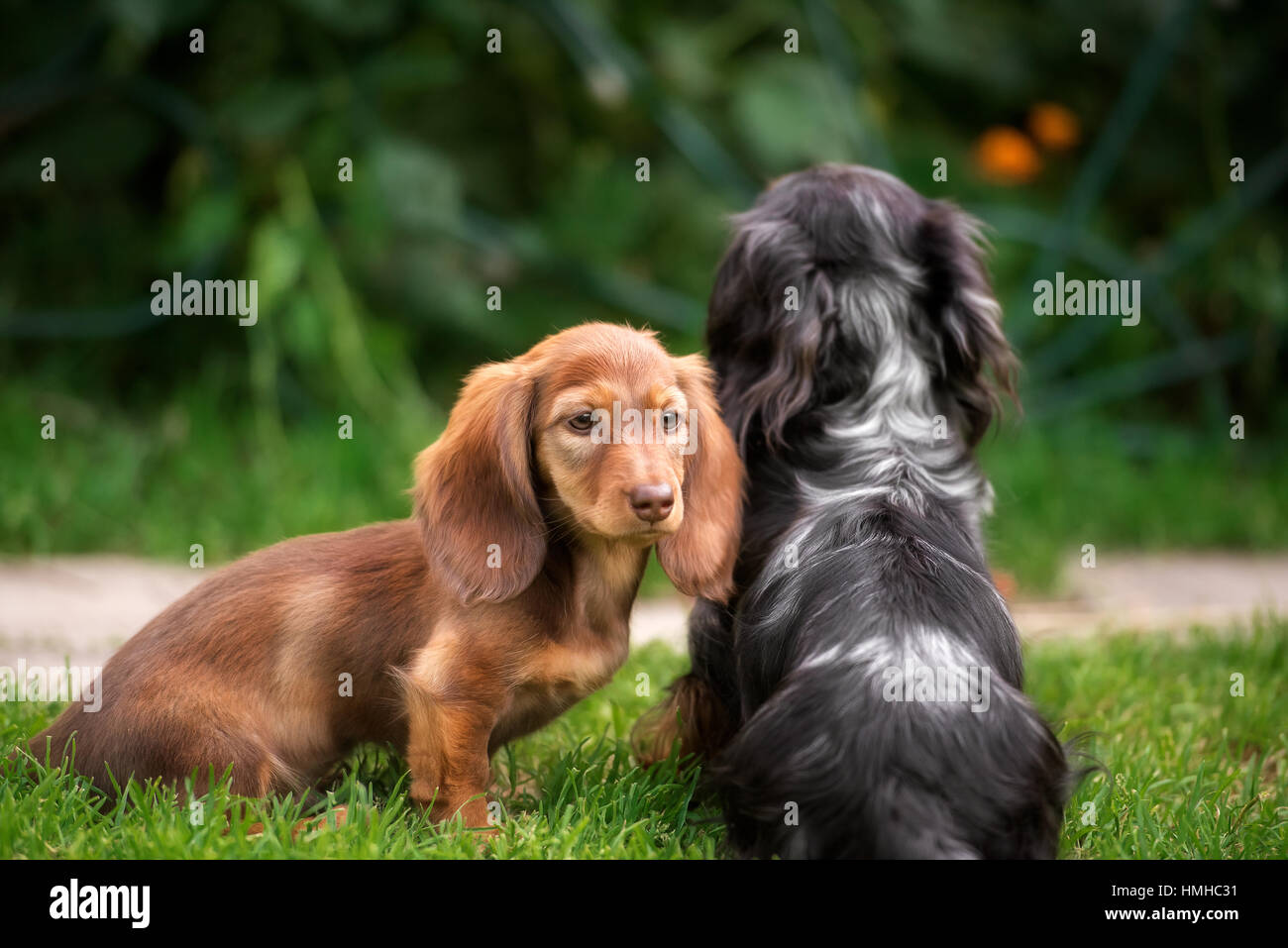 Beau chiot teckel chien aux yeux tristes portrait Banque D'Images