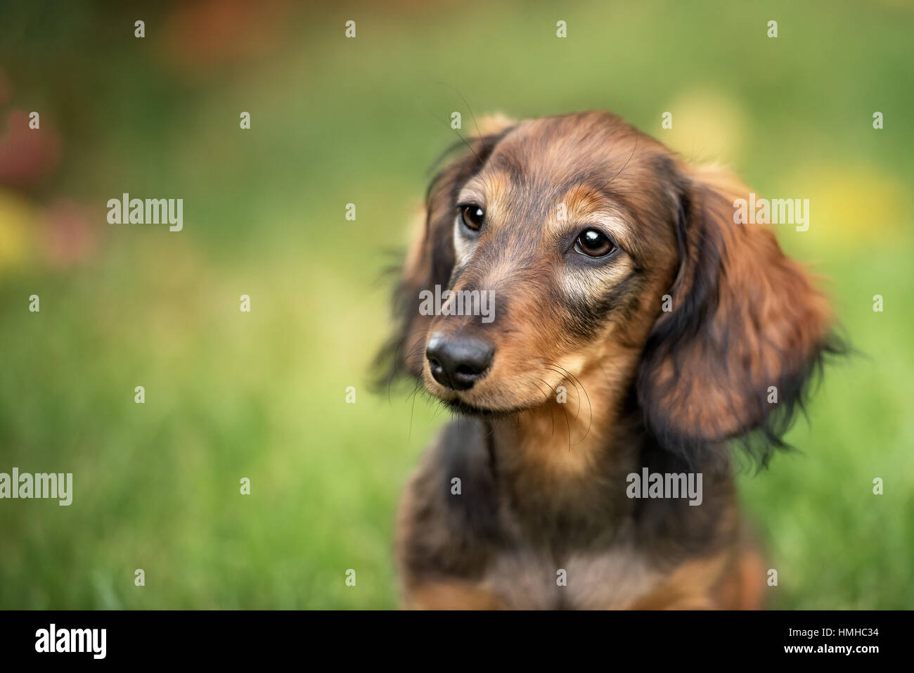 Beau chiot teckel chien aux yeux tristes portrait Banque D'Images