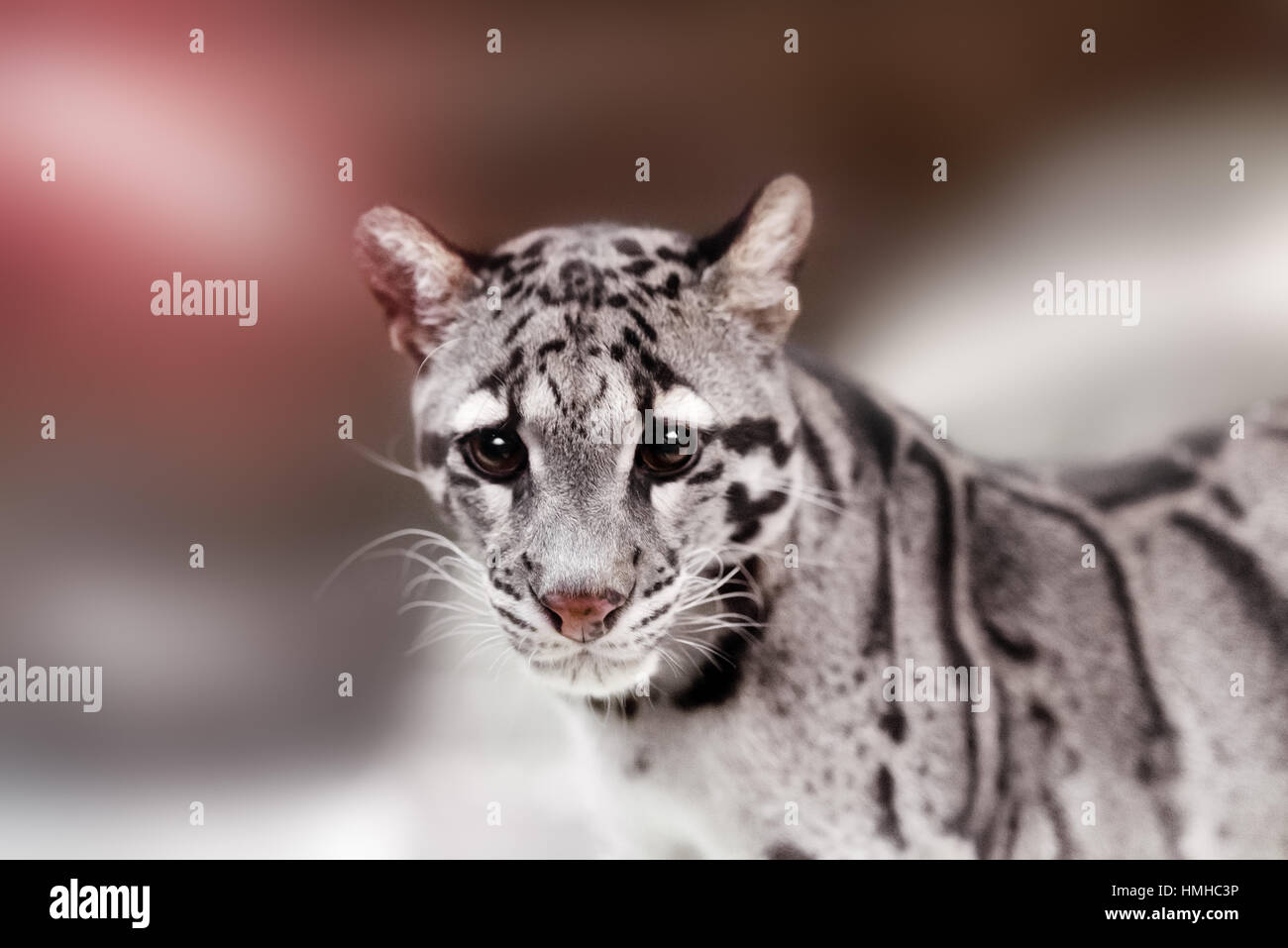 Chat-léopard sur une obscurité Banque D'Images