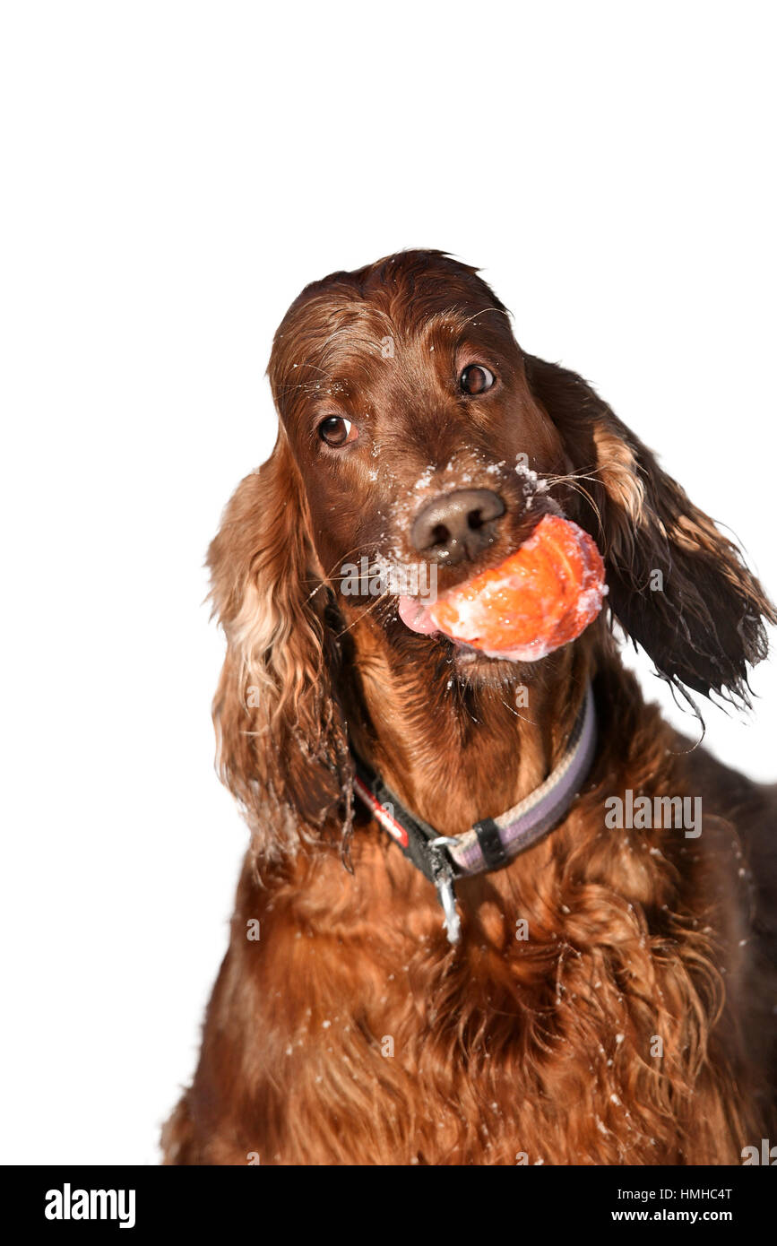 Chien Setter Irlandais rouge in snowy field Banque D'Images