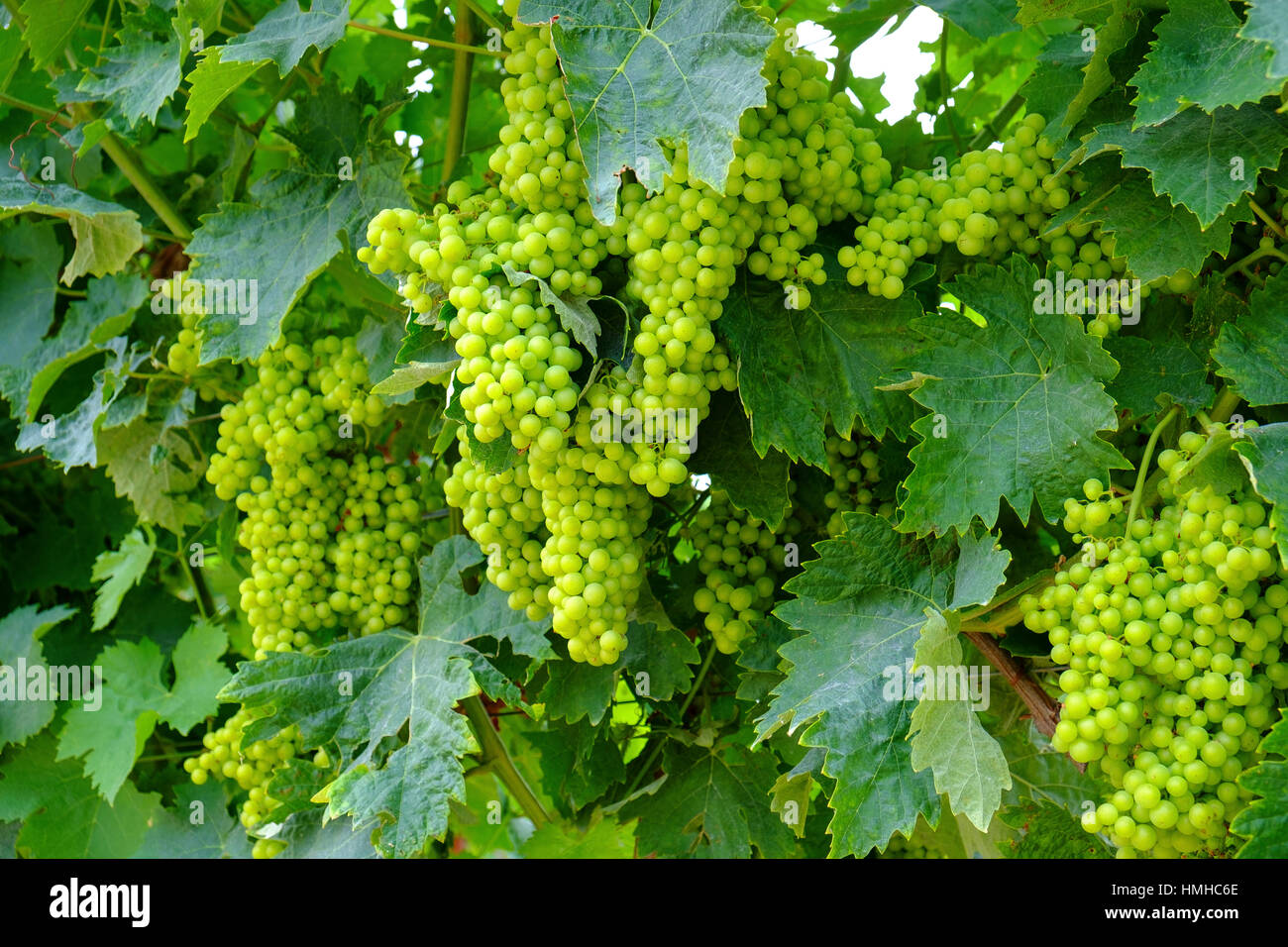 Grappes de raisins sur la vigne dans un vignoble bordelais france Banque D'Images