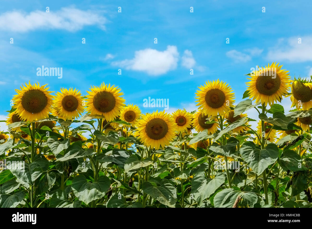 tournesols Banque D'Images