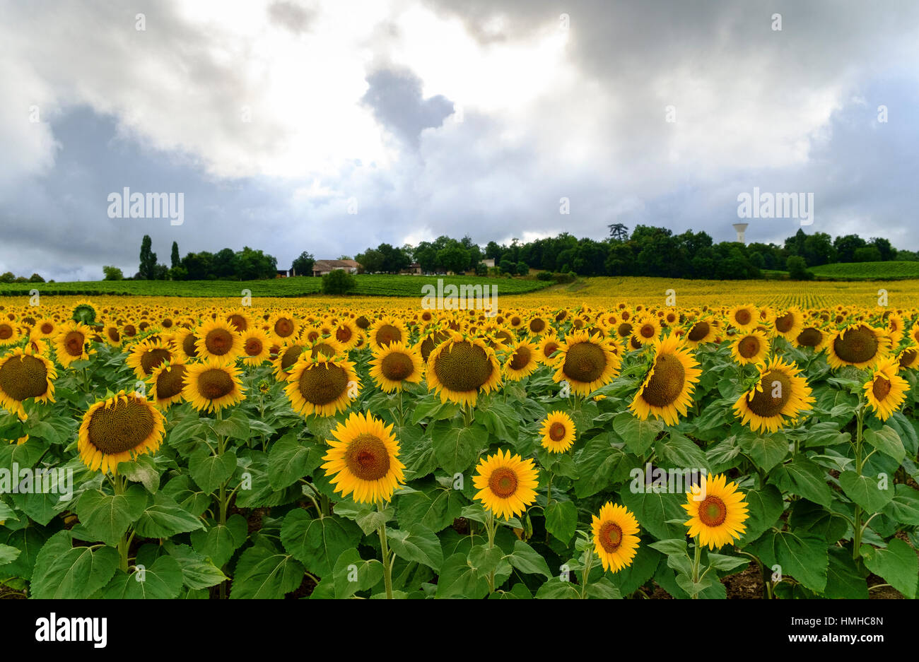 tournesols Banque D'Images