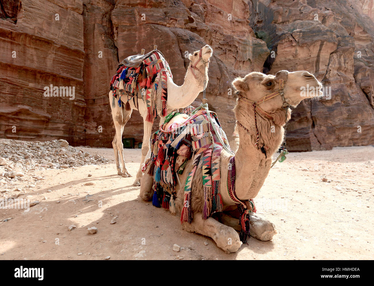 Chameaux, abandonné rock city Petra, al-Batra, capitale du royaume des Nabatéens, Jordanie, du patrimoine culturel mondial de l'UNESCO Banque D'Images