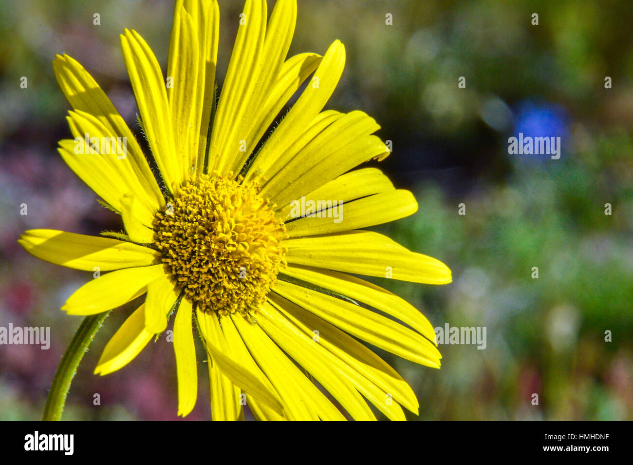 Marguerite jaune sous le soleil Banque D'Images