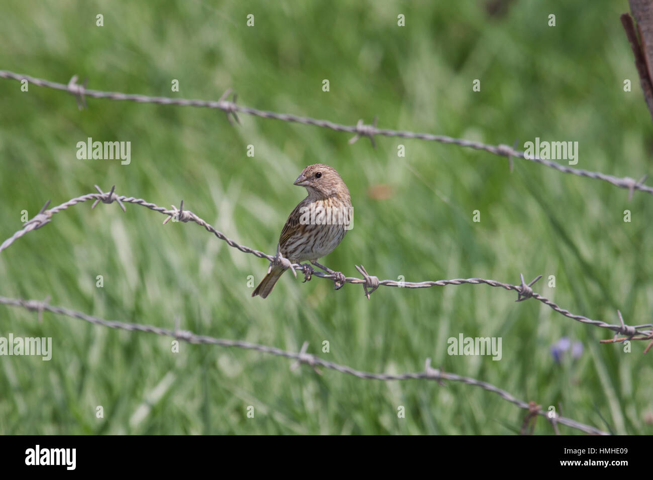 Saffron finch perché sur les barbelés au Brésil Banque D'Images