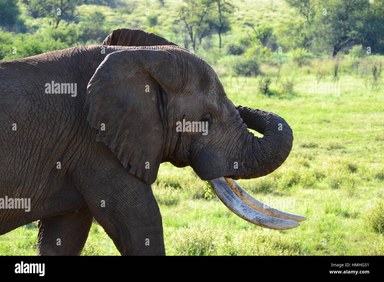 Avec l'éléphant tronc soulevé Banque D'Images