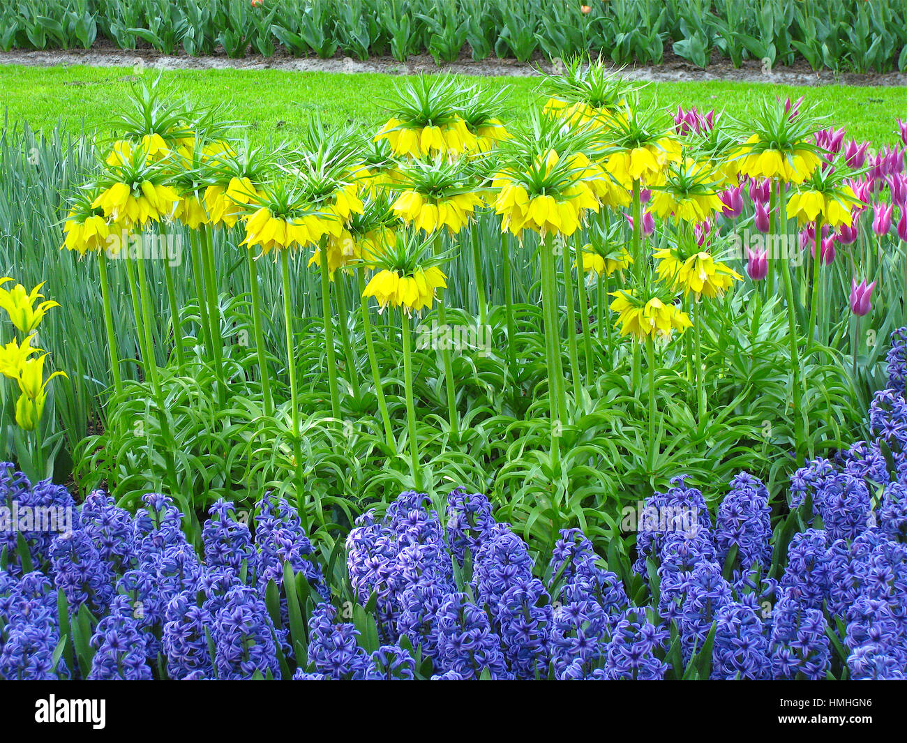 Keukenhof, affiche de tulipes en fleur. Amsterdam, Pays-Bas. Banque D'Images