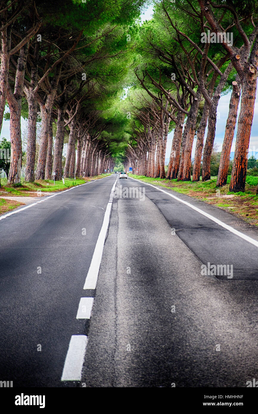 Country Road with Pins Tunnel d'arbres, lazio, Italie Banque D'Images