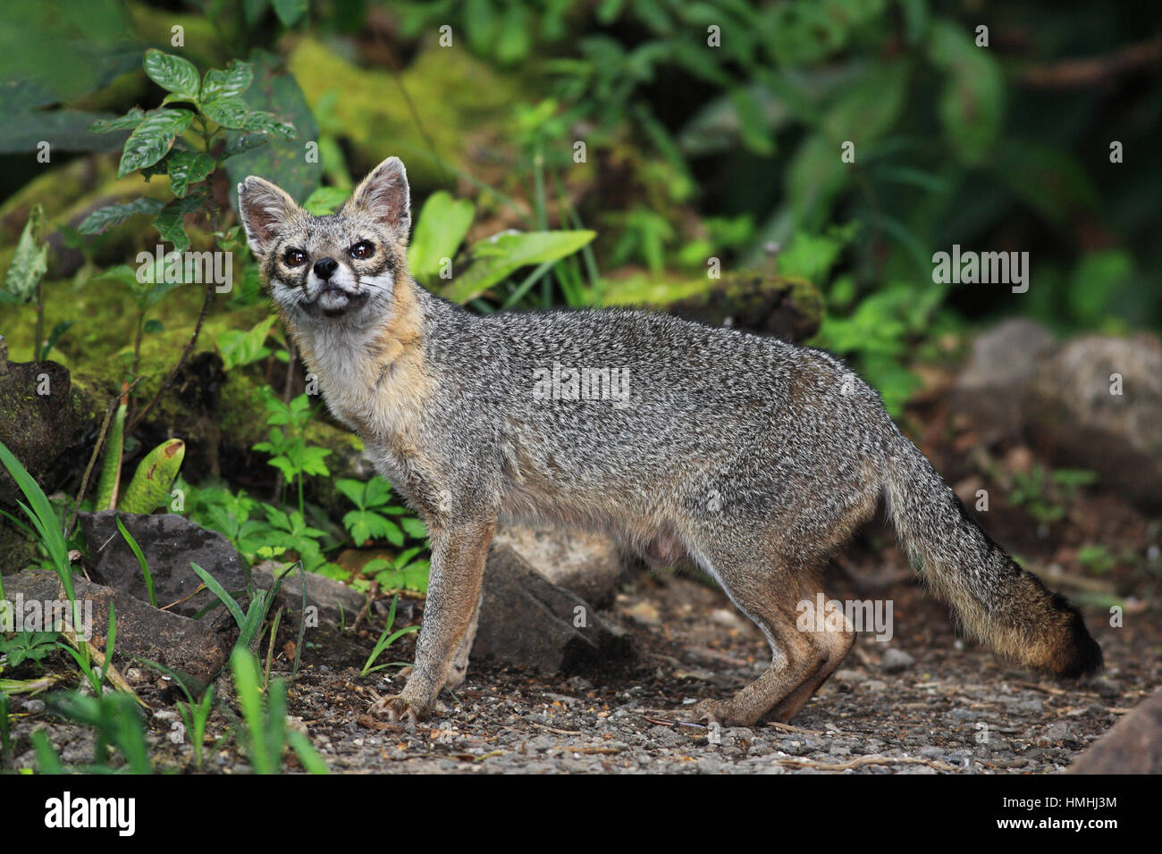 Le renard gris (Urocyon cinereoargenteus) dans la Forêt Nuageuse de Monteverde, Costa Rica préserver. Banque D'Images