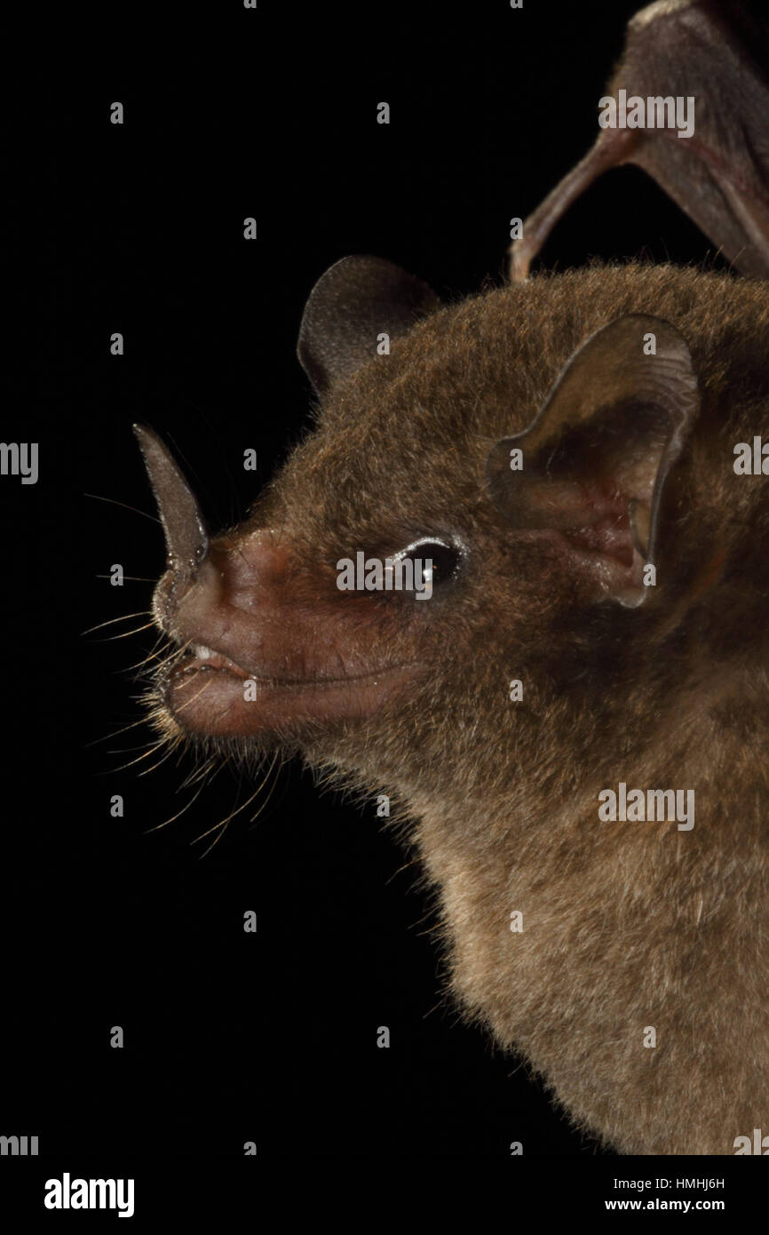 Pallas' de long-tongued Glossophaga soricina (Bat), La Selva Biological Station, Costa Rica. Banque D'Images