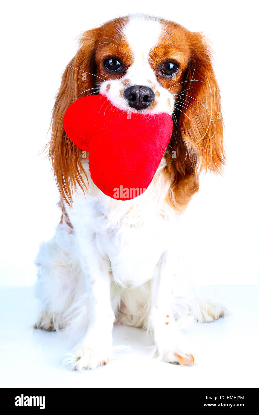 peluche chien cavalier king charles