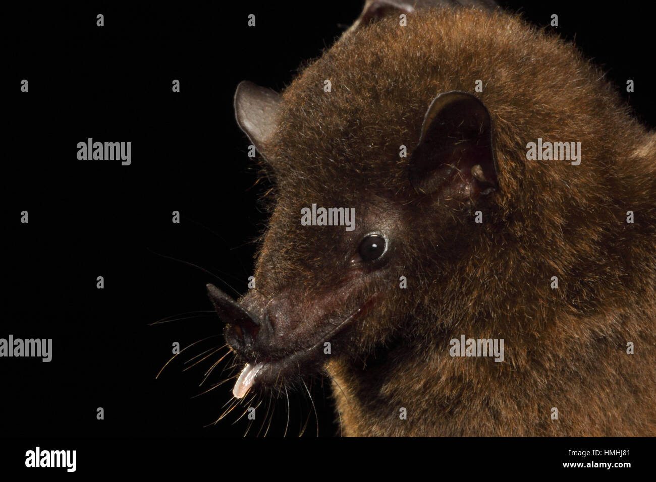 Underwood Bat (proboscis long Hylonycteris underwoodi), La Selva Biological Station, Costa Rica. Banque D'Images