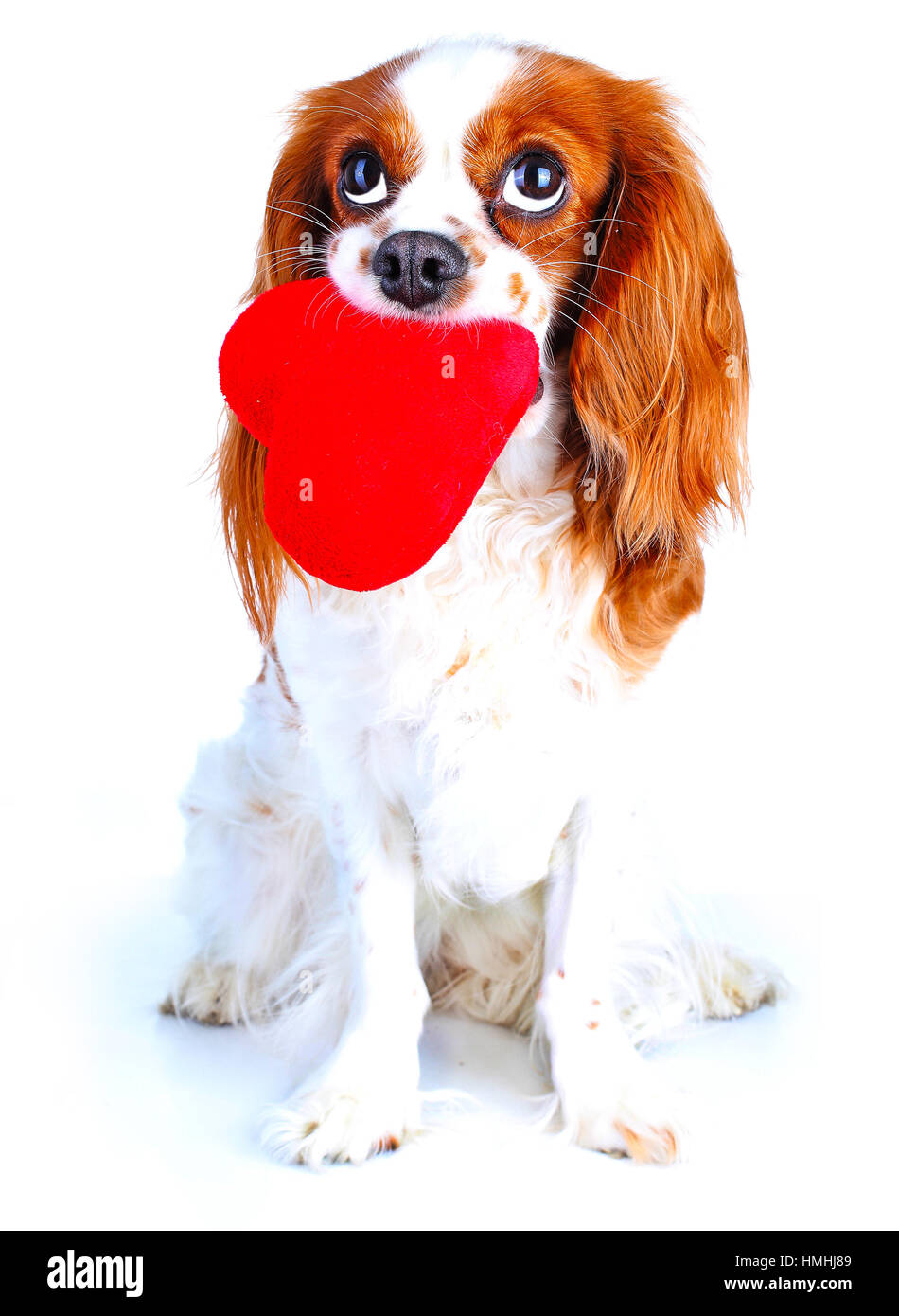 peluche chien cavalier king charles