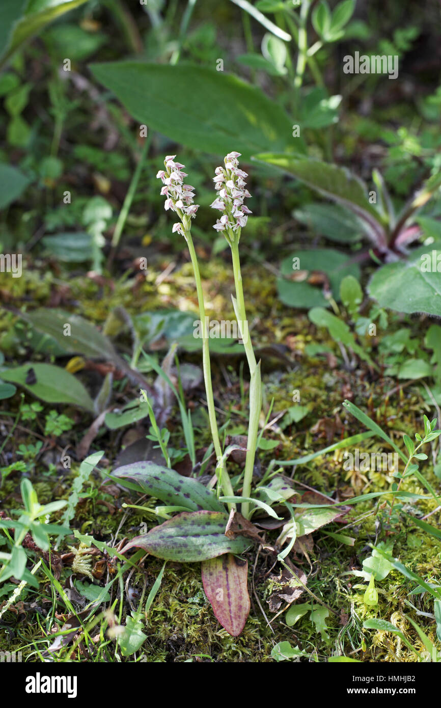 Dense-flowered orchid Neotinea maculata près de Campile Corse France Banque D'Images