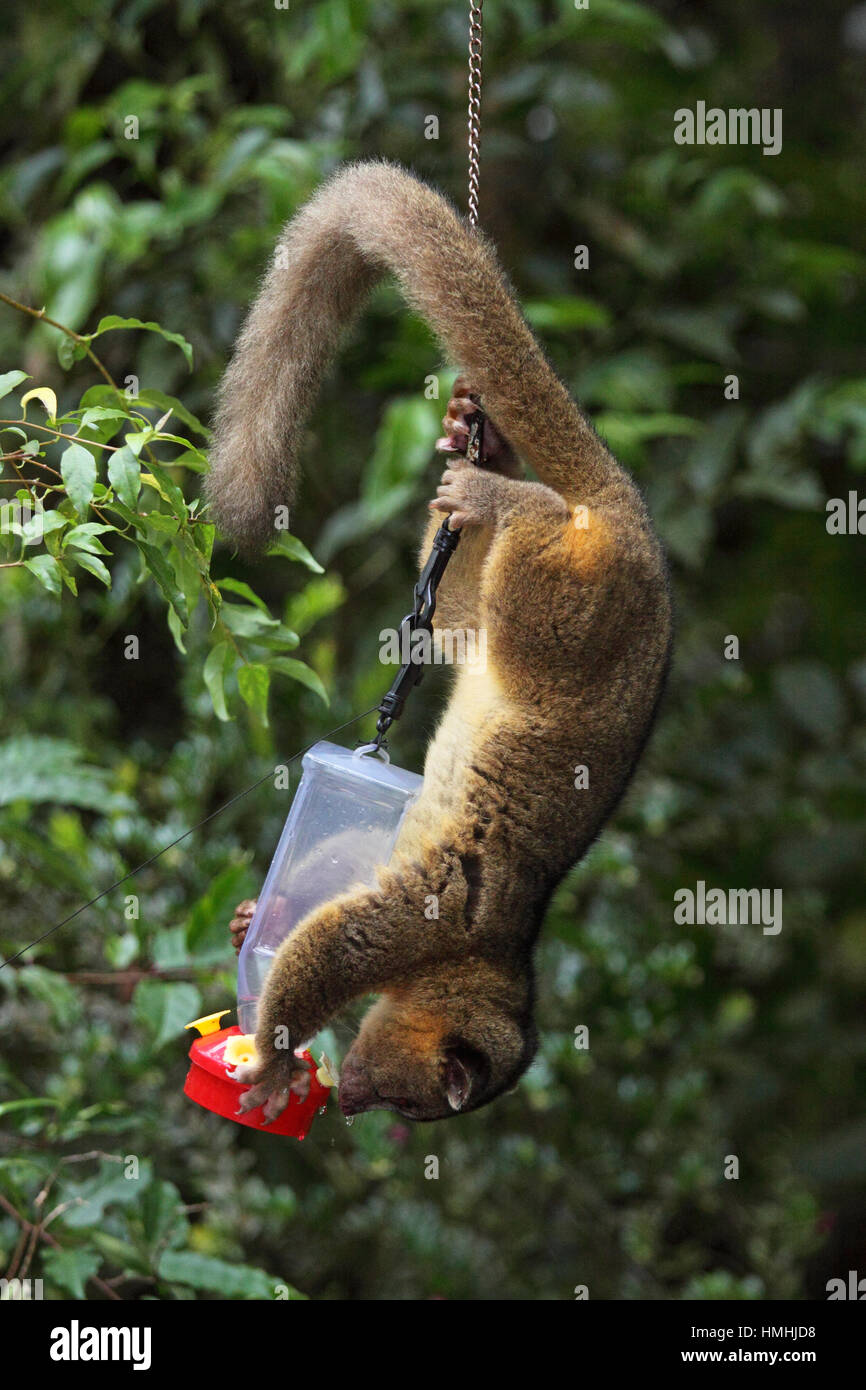 Olingo (Bassaricyon gabbii) se nourrissant dans une mangeoire