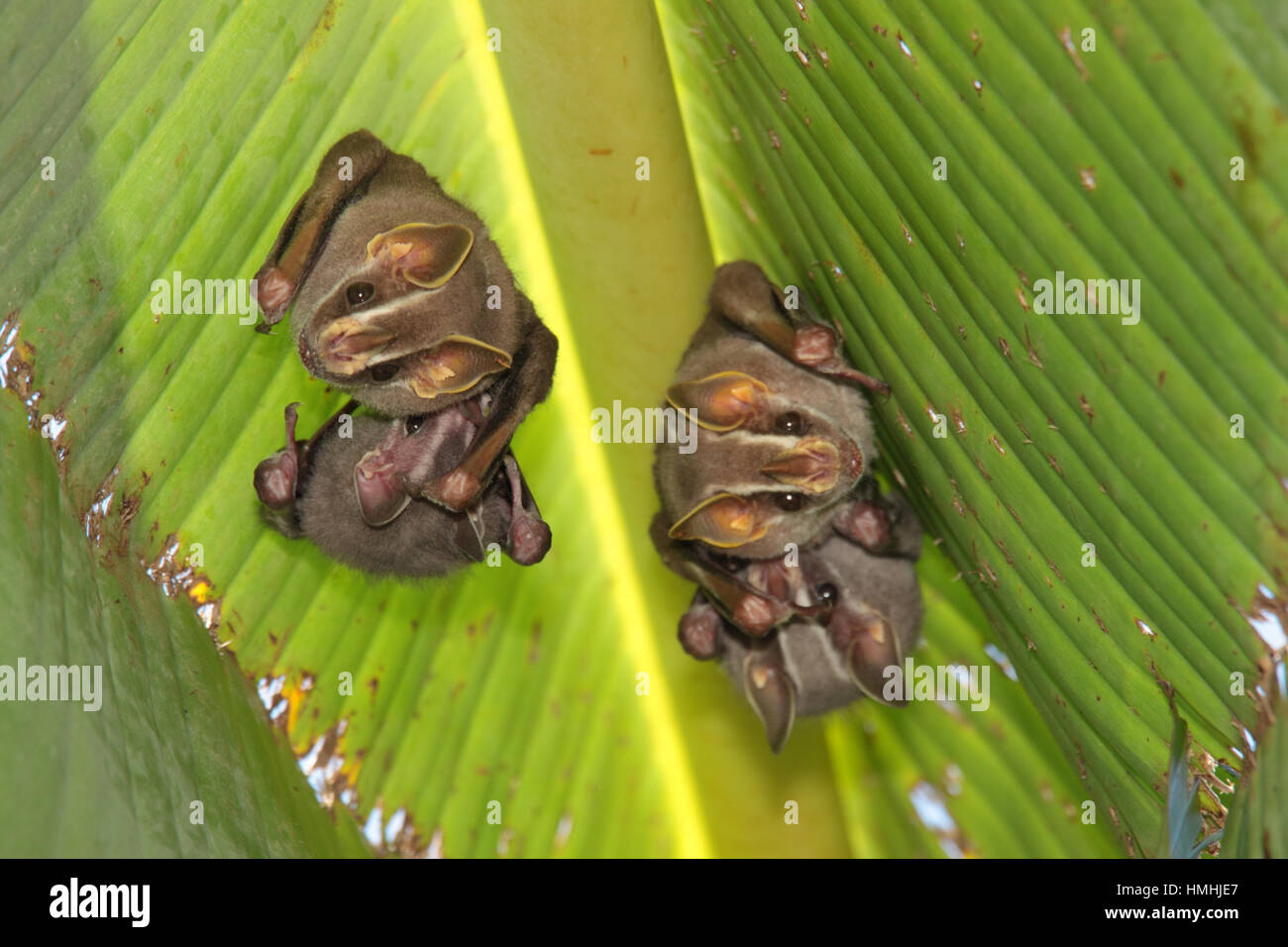 Tente commune de décisions les chauves-souris (Uroderma bilobatum) en vertu de la feuille de bananier. Parc national de Corcovado, péninsule d'Osa, au Costa Rica. Banque D'Images