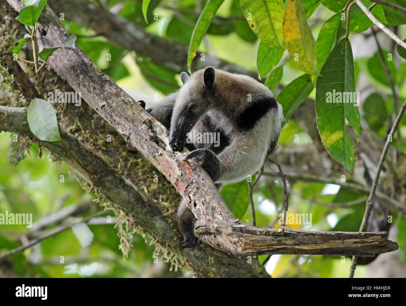 Le nord de Tamandua (Tamandua Tamanoir à collier ou mexicana) pour la recherche des termites dans la forêt tropicale. Parc national de Corcovado, péninsule d'Osa, au Costa Rica. Banque D'Images