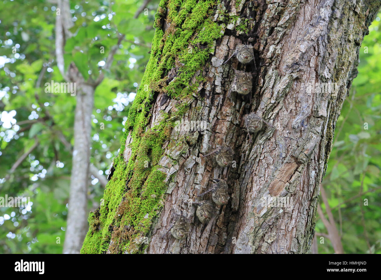 Les chauves-souris bec long (Rhynchonycteris naso) camouflé sur tronc d'arbre. La forêt sèche tropicale, Parc National Palo Verde, Guanacaste, Costa Rica. Octobre 2013. Banque D'Images