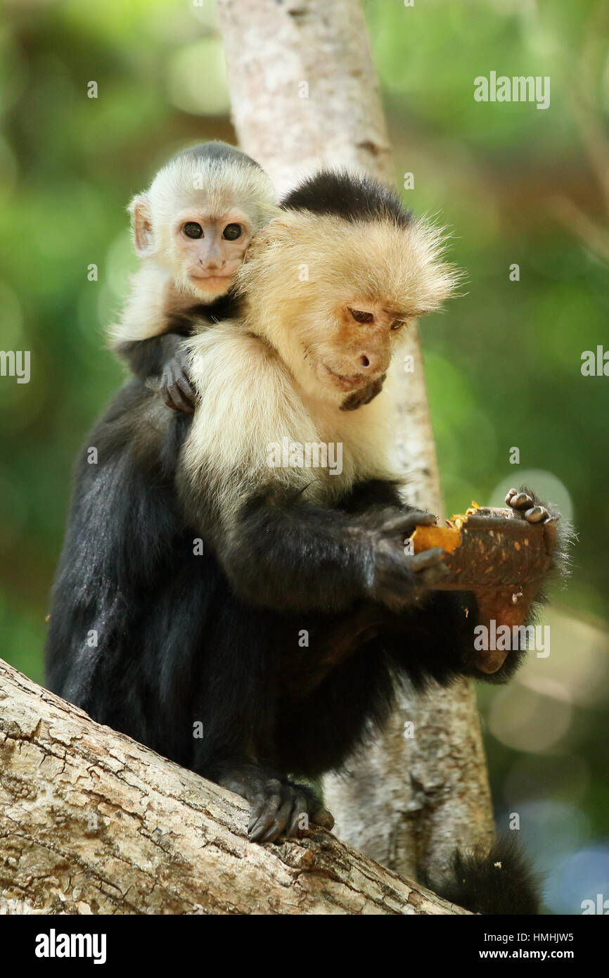 Femme Singe Capucin A Face Blanche Cebus Capucinus Avec Bebe L Alimentation Sur Les Fruits De L Arbre Rose Douche Cassia Grandis Parc National Palo Verde Guana Photo Stock Alamy